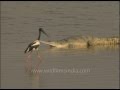 A Black-necked Stork and a Ghariyal share the ...
