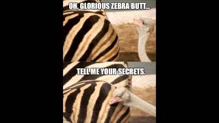 Whispers of the Zebra Butt