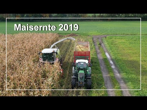 Maisernte 2019