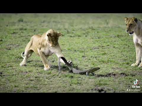 Nile Monitor Lizard teaching Lions a lesson