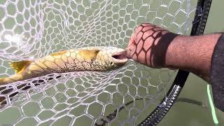 Surprise Drift Boat Trip Turns Into a Fishing Challenge! (San Juan River)