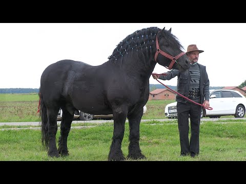 Armăsar pentru montă Mircea de la Rușeni Satu Mare 2022