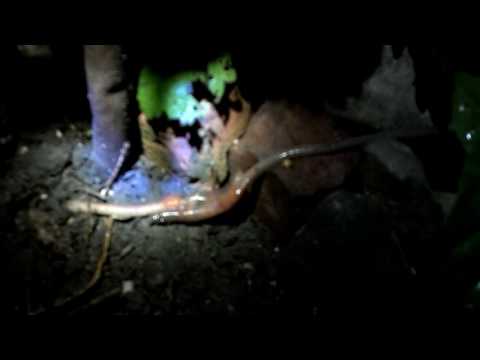 Earthworms/Night-Crawlers exchanging sperm! (A 3' crawler too!)