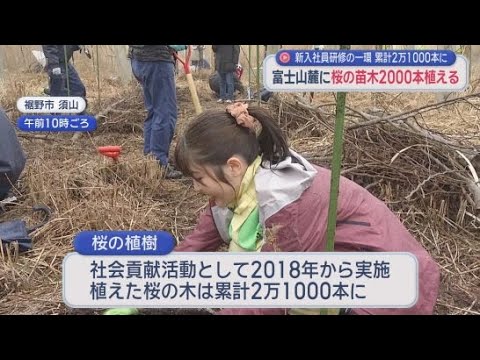YouTube Video 新入社員などが桜を植樹　植えた桜の苗木は合わせて２万１０００本に　静岡・裾野市