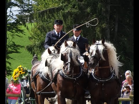 Rossfest 2022 St.Märgen 11.09.22 Vorstellung der Schwarzwälder Zuchthengste des HuL Gestüts Marbach