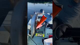 Download lagu Menangkap ikan bandeng monster di laut #shorts #bandeng #fishing #monsterfish mp3