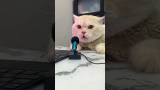 बिल्ली की आवाज #shorts #trending #viral #new #animal #1m #❤️❤️❤️❤️#❤️❤️#😀😀😀🤗##🤗🤗🤗🤗#🦅🦅🦅🦅#shorts