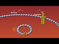 Glucose Transporters Animation