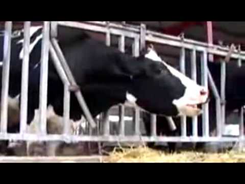 Dobytčí Mor - Hog Cholera Ghetto