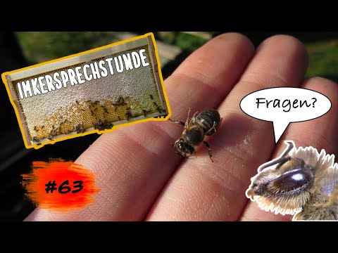 Imkersprechstunde #63 - Ihr habt Fragen zu den Bienen? - Wir geben Antworten –31.10.2023