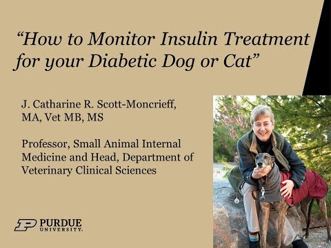 How to Monitor Insulin Treatment for your Diabetic Dog or Cat