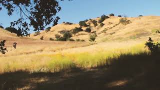 Bears Smoke Cigarettes - Pipeline Democracy (Official Music Video)