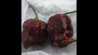 BLACKOUT CHILI PEPPER CHALLENGE **VOMIT ALERT**