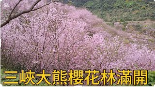 [問卦] 三峽大熊櫻花林滿開超漂亮的