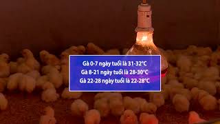 Một số lưu ý khi úm gà