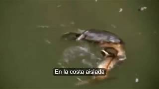 Mr. Bungle - Platypus (Subtitulos en Español)