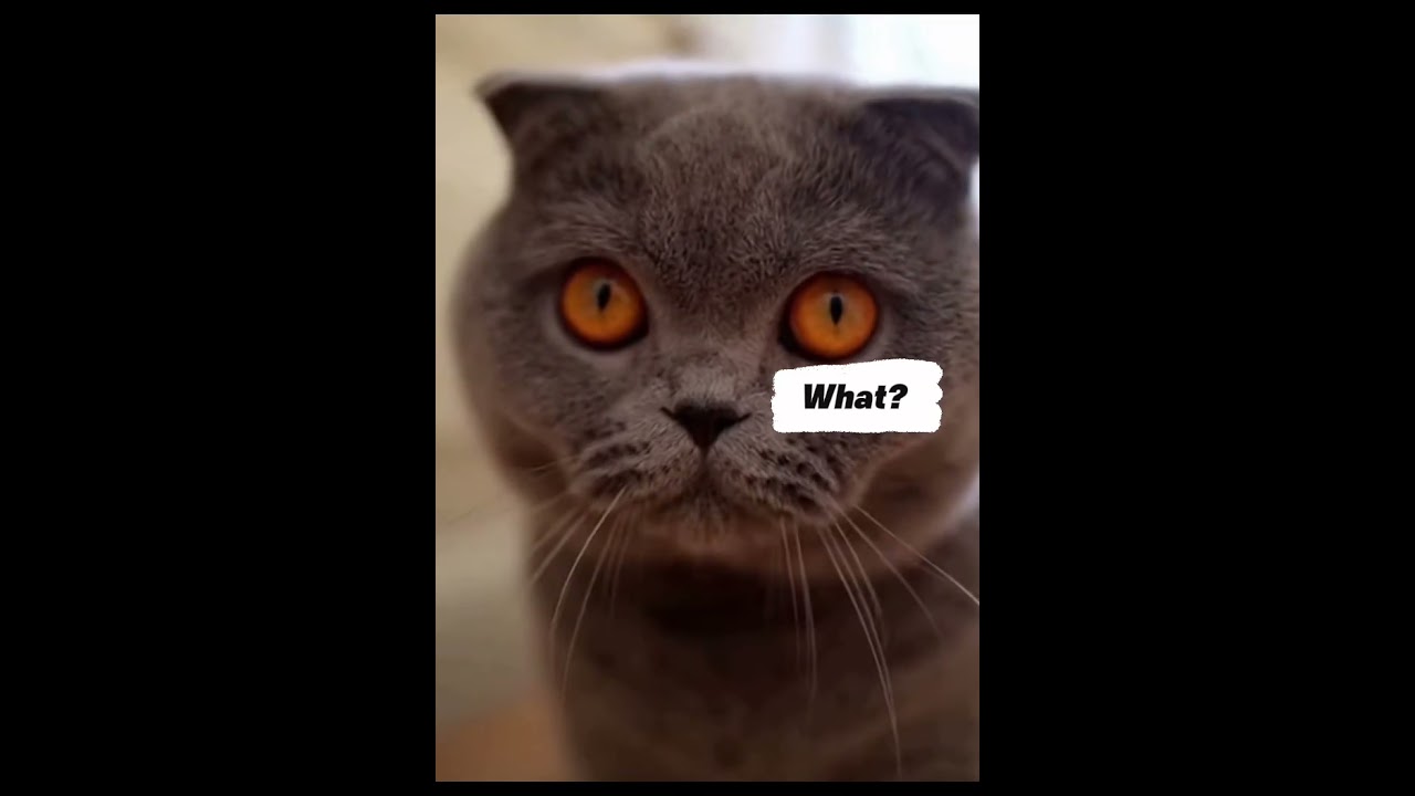 My Cat Thinks I Work For Him 😳