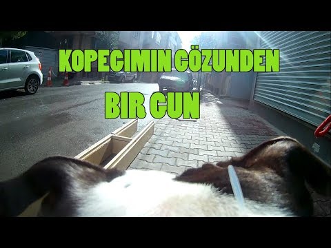 Köpegimin Gözünden Bir Gün !!