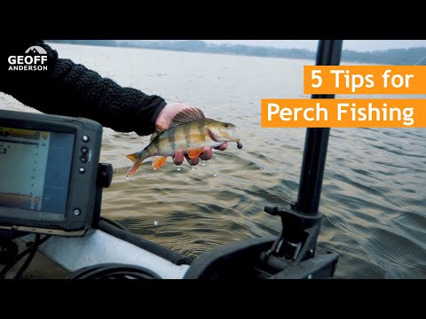 Tips og tricks til aborrefiskeri med jig