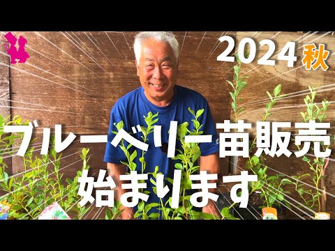 青赤石の種 植物