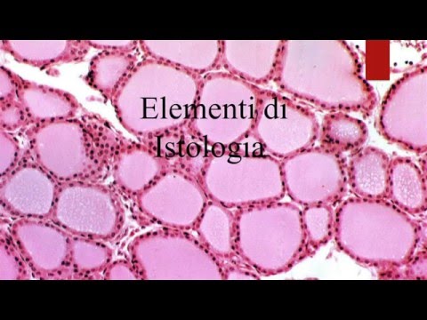 Elementi di Istologia (PARTE 1) by NoemiScience