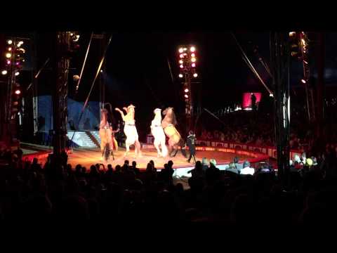 Pferde  Jana Mandana Circus Krone 2015 Ingolstadt #03