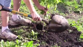 Poplar Tree Planting & Holy Stone HS300
