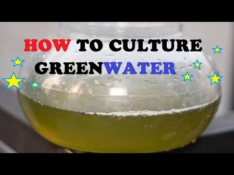 How to Culture Greenwater
