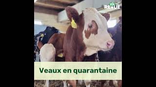 Les veaux en quarantaine