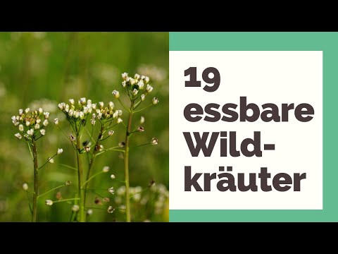 19 edible wild herbs: Tips on the most popular wild herbs