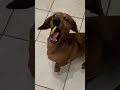 Dogs And Lemons Dog Animals