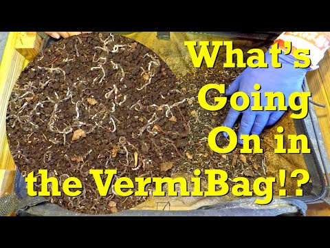 Worm bin emergency... with mixed red worms in the VermiBag Tote - vermicompost