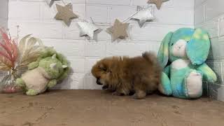 ポメラニアンの動画01