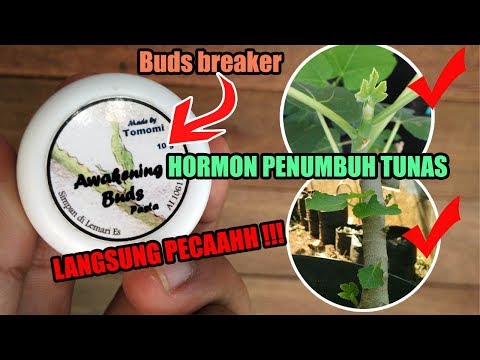 , title : 'Review Hormon Penumbuh / Perangsang Tunas #Bud breaker awakening buds'