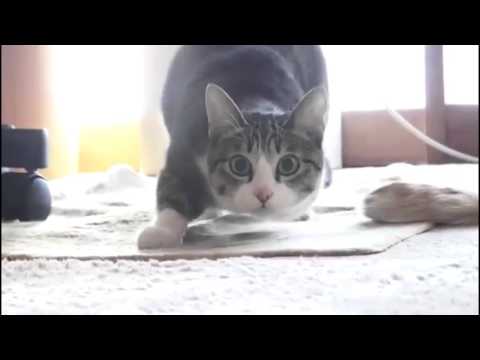 Cats Wiggle Butt to Music