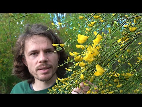 Explosive magic plant - broom - characteristics, ingredients, effects, uses, history