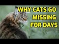 Why Do Cats Disappear For Days On End?