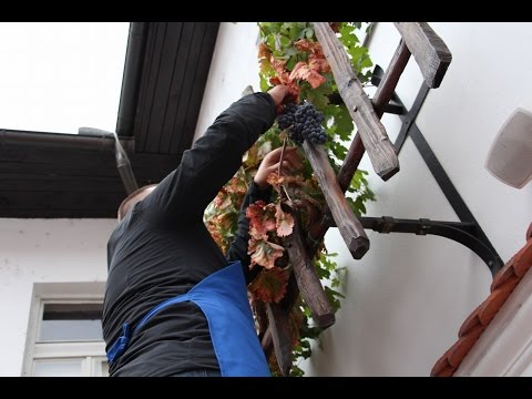 Prleška brotva 2015