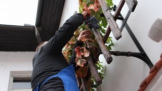 Prleška brotva 2015