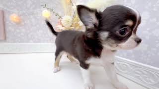 チワワ(ロング)の動画01