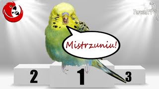 Champion of Poland 2020 in Parrot Chat