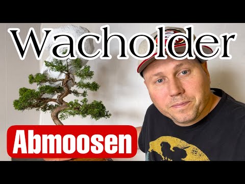 Wacholder Bonsai Abmoosen #1 , Juniper Airlayering Bonsai 22/23