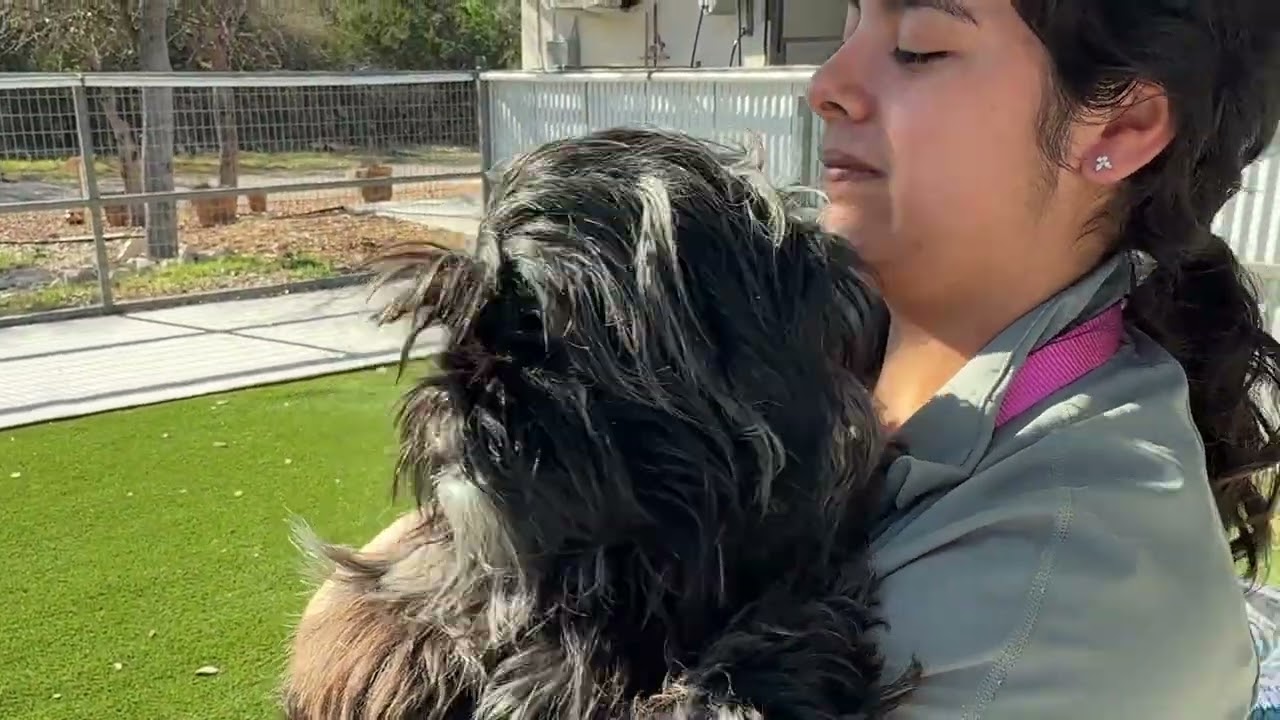 Enlarge Shadow - the cutest underbite you've ever seen, a Adoptable Shih Tzu in San Antonio, TX video 4/5