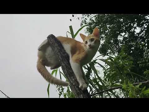 Dinku cat's funny movements!