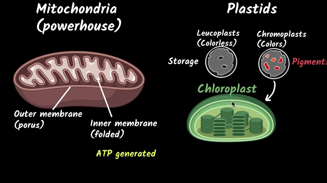 Mitochondria & plastids | Fundamental unit of life | Biology class 9 | Khan Academy