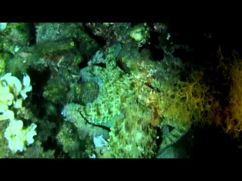 Kalamitsi & Kalogria Beach (Diving & Night Diving)