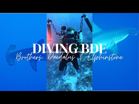 Diving Brothers, Daedalus & Elphinstone - Liveaboard in Egypt [4K]