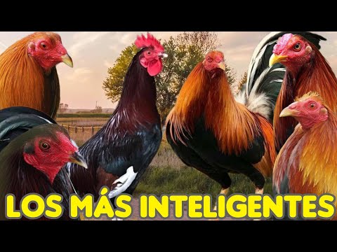 las 6 líneas de aves más inteligentes @elpoderdelpollo2342