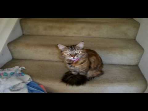 In memory of my Cat, Mally