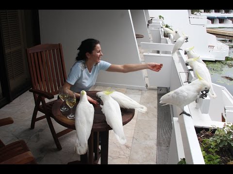 Попугаи Какаду, о. Хайман, Большой Барьерный Риф, Австралия. Parrots Cockatoo, Great Barrier Reef, Australia.